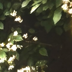 aug