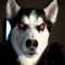 Snowdogs Radio