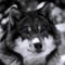 WOLF_GOD