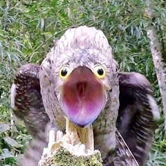 Birbo_772🇵🇸🇸🇩🇨🇩