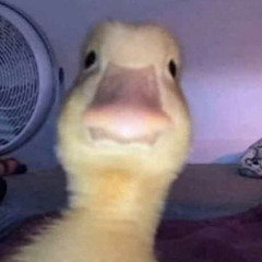 Pato