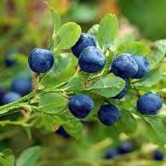 Blueberry