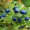 Blueberry
