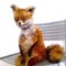 fox sitting on a bench