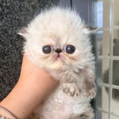 Максим Блохин