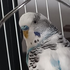 Spiderbeak