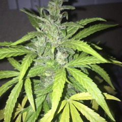 💥 VIVE LA CORE 💥