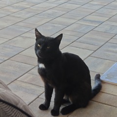 pytle