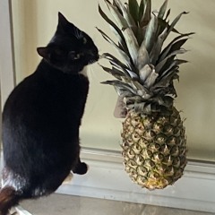 oscargooner