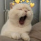 romiii_142