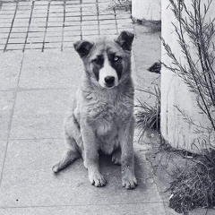 Vaiglaa