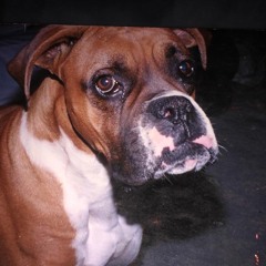 Selene Torres Boaglio