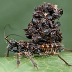 Christopher E. Brady