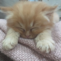 MiloTheOrangeCat