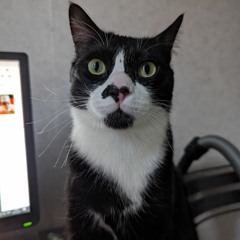 багчейзинг