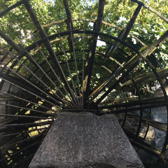 Salicorne 01