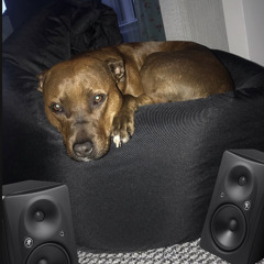 dog drum and bass