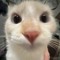 meowzers