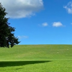 231
