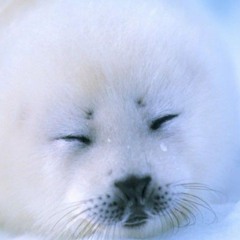 Kimi Seal