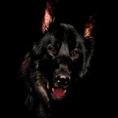 black shuck