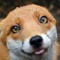 HaywireFoxxo