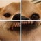 Aron