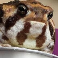 ZetrocB