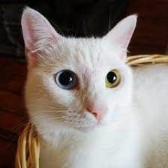 cute_ti_tee4