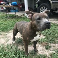 Join Pitbulls BullyFam