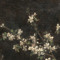 delicate