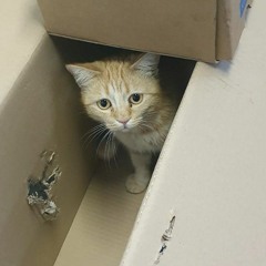 Chili kitty