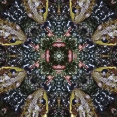 wildwood_research_institute