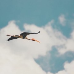 Jaybird~Lofi