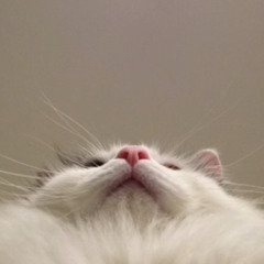 지례