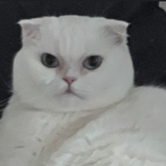 Feli