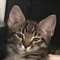 Котик Бостон