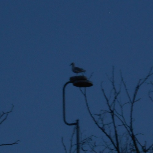 Minor Seconds Other Other Mix