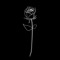 Albephta