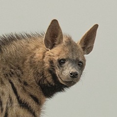 yeen