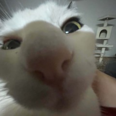 prttythikchik