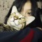 hie_m