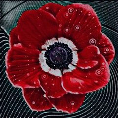 Somniferum Somnium