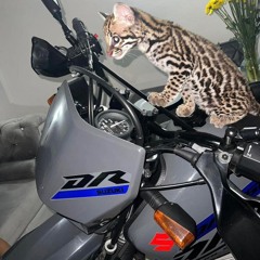 DSTIVEN