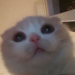 おんがくねこ