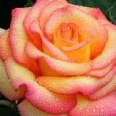 Ireland Margaret Mcshane