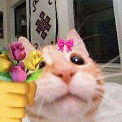 conmeomaucamthichhoa