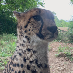 cheetah trakc