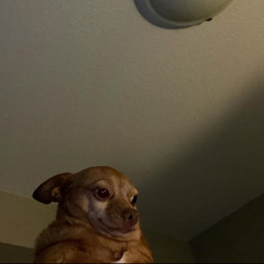 Cutie coochie