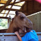 Camel Head
